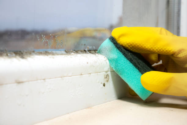 Best Mold Testing  in Elsberry, MO
