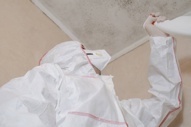 Best Attic Mold Removal  in Elsberry, MO