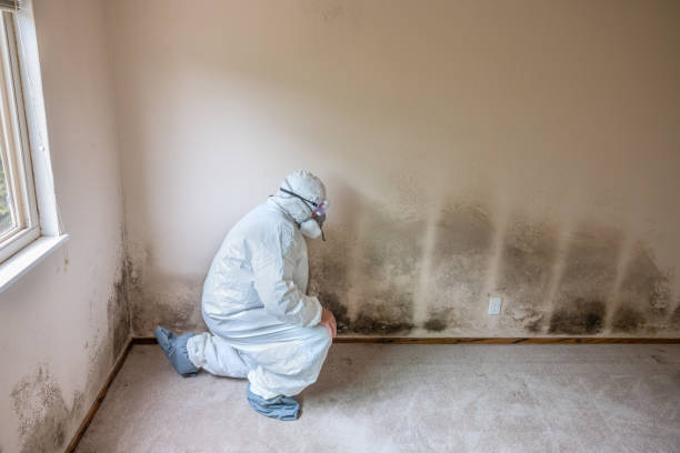 Mold Removal and Inspection in Elsberry, MO