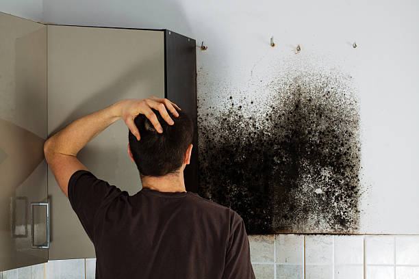 Best Residential Mold Removal  in Elsberry, MO