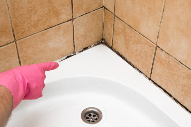 Best Mold Removal and Inspection  in Elsberry, MO